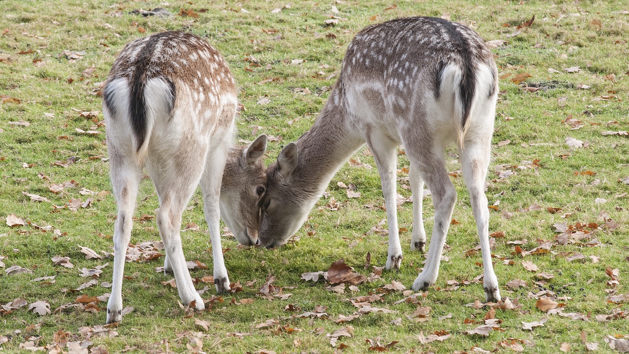 Image - petting grass nature deer love