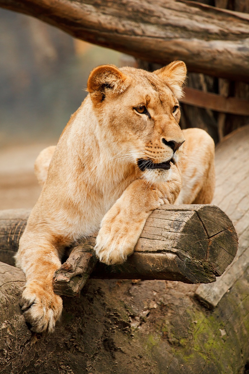 Image - africa animal big brown carnivore