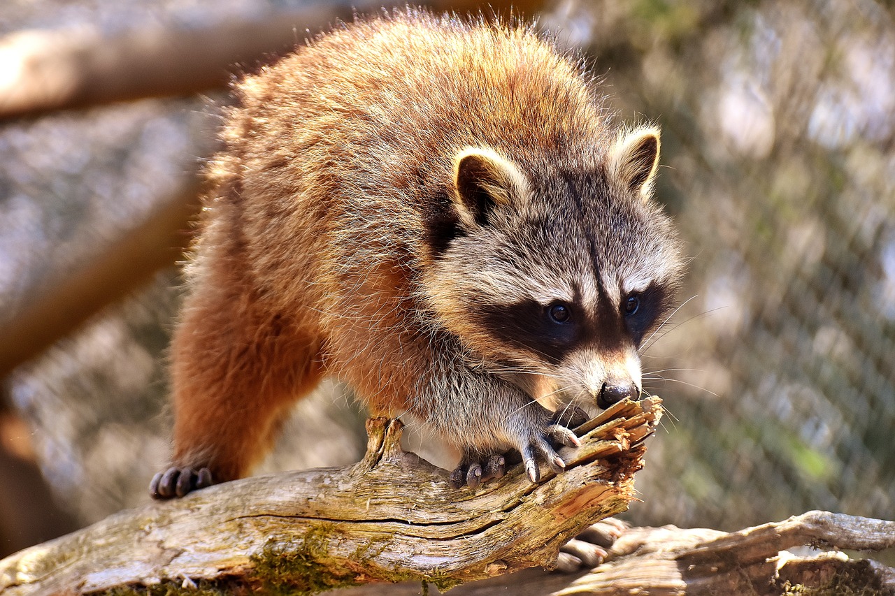 Image - raccoon wild animal furry mammal