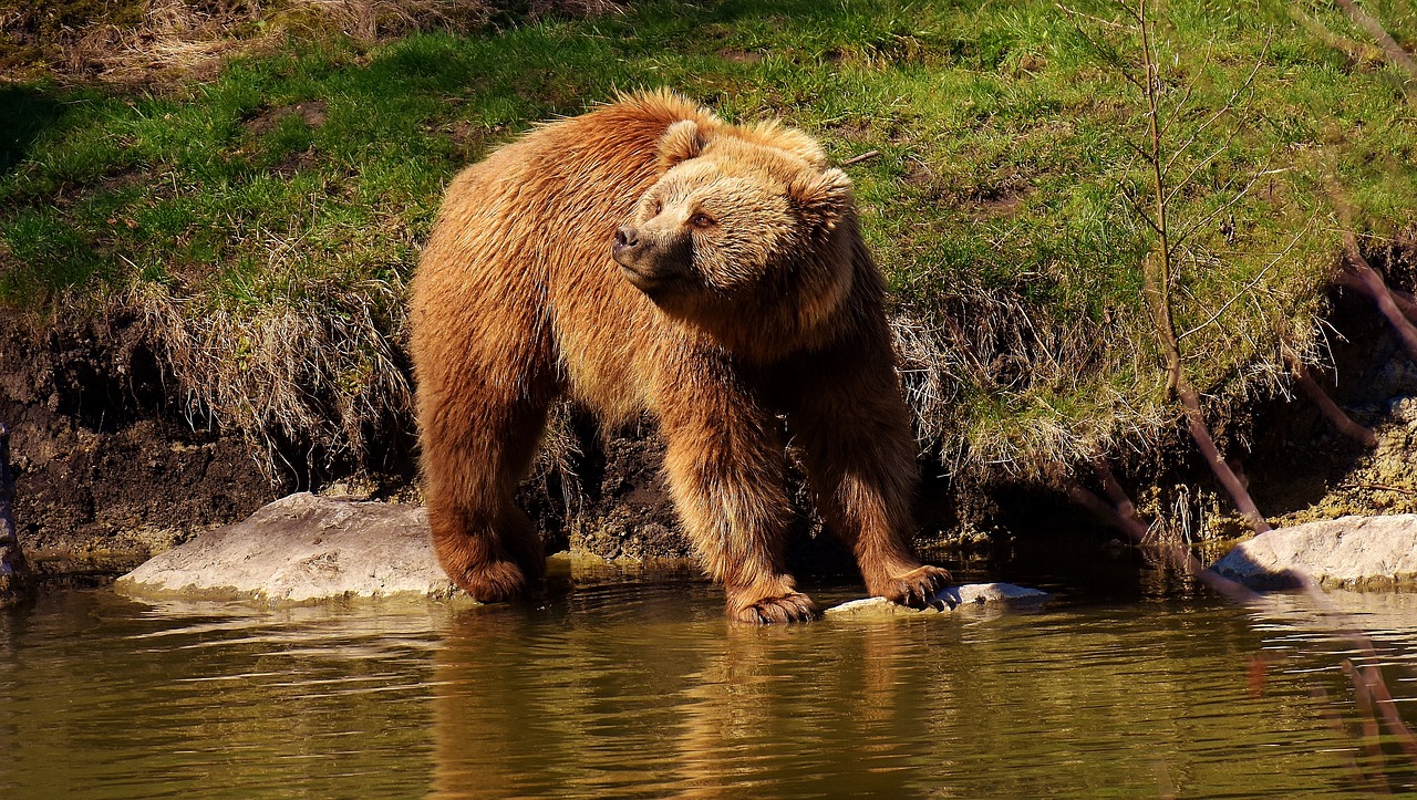 Image - european brown bear wild animal bear