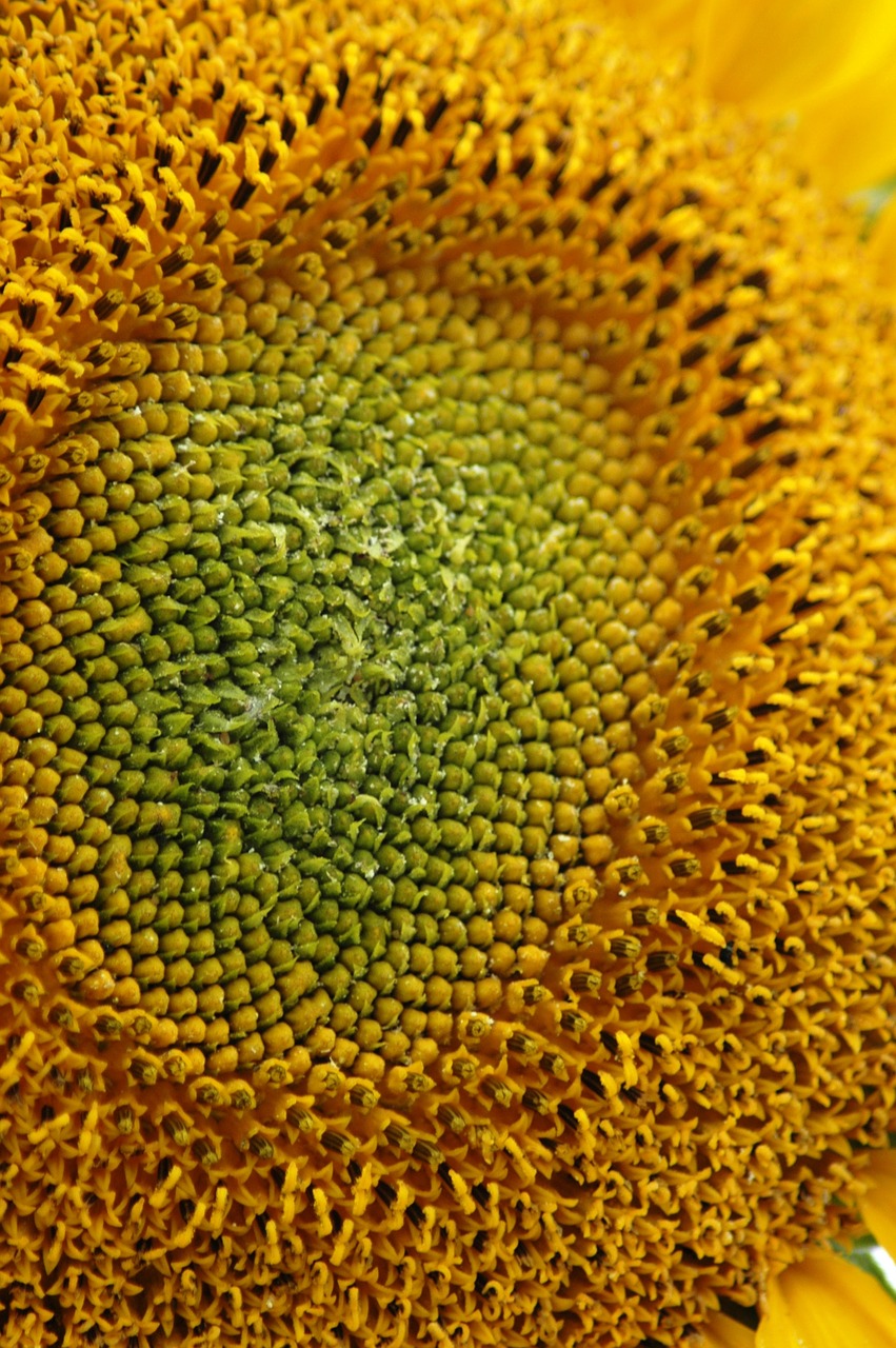 Image - sunflower macro seeds yellow