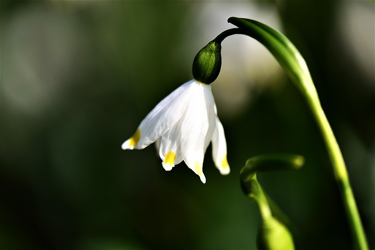Image - fruehlingsknotenblume plant white