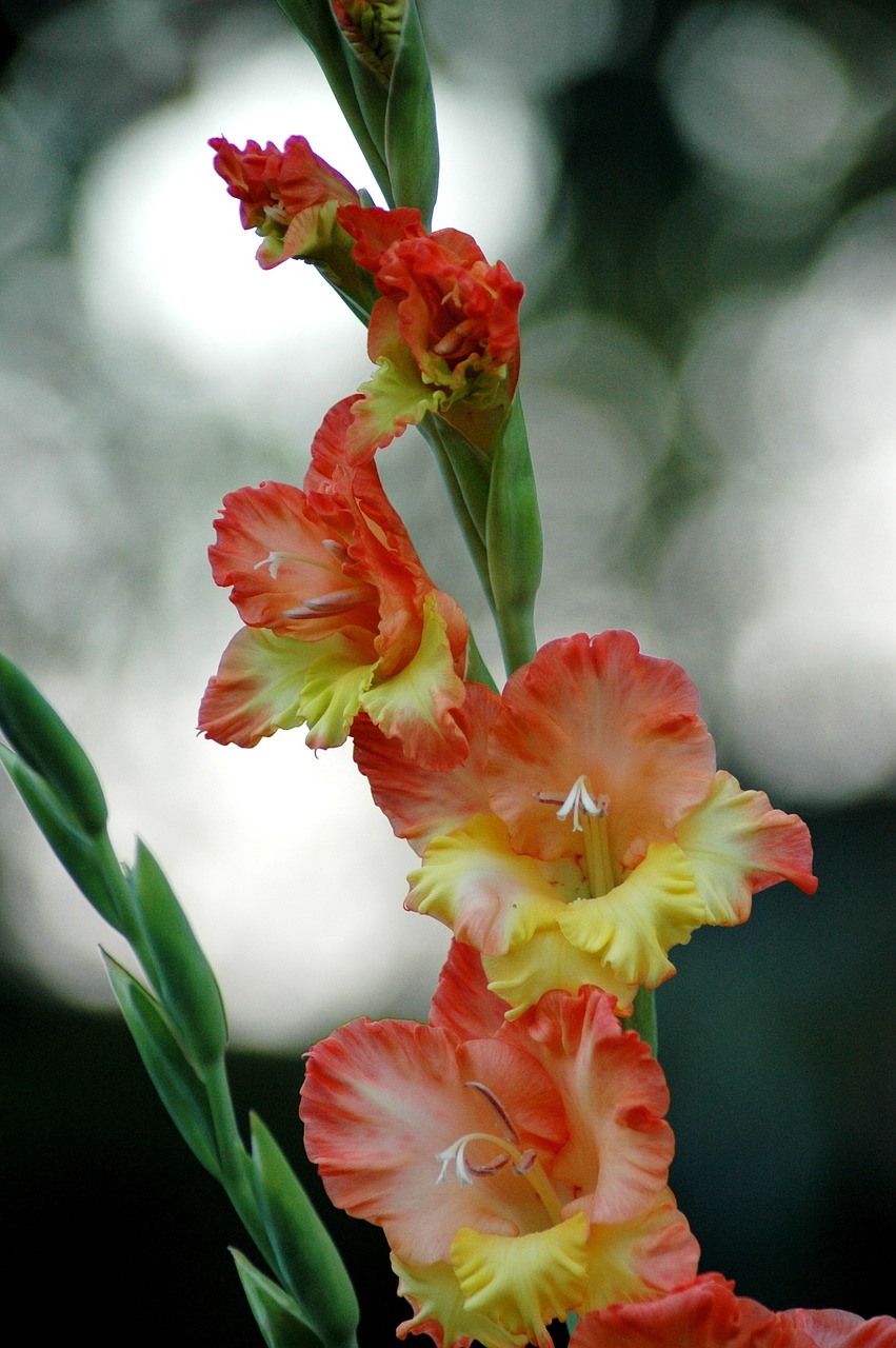 Image - gladiolus flower colors