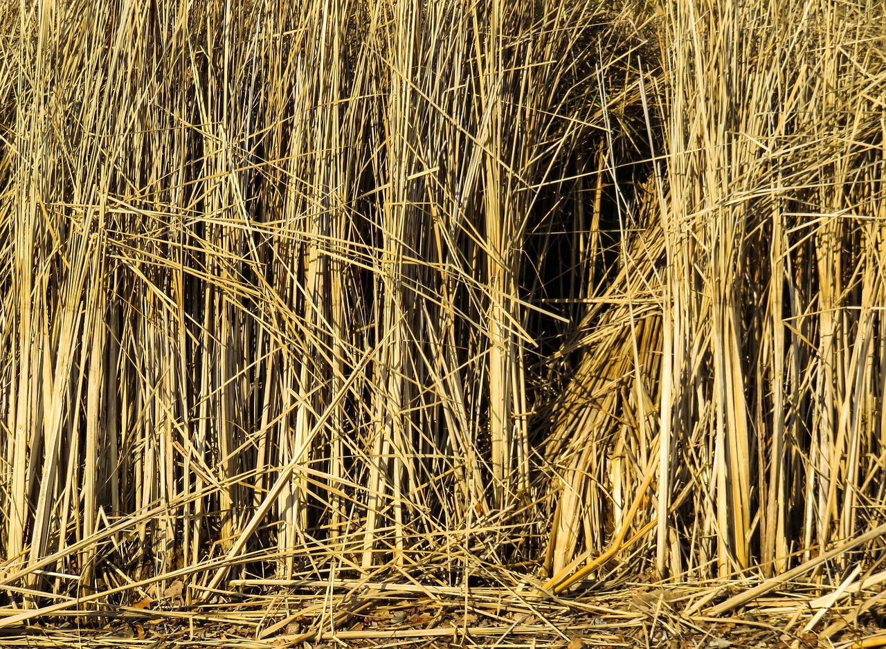 Image - texture background reed grass