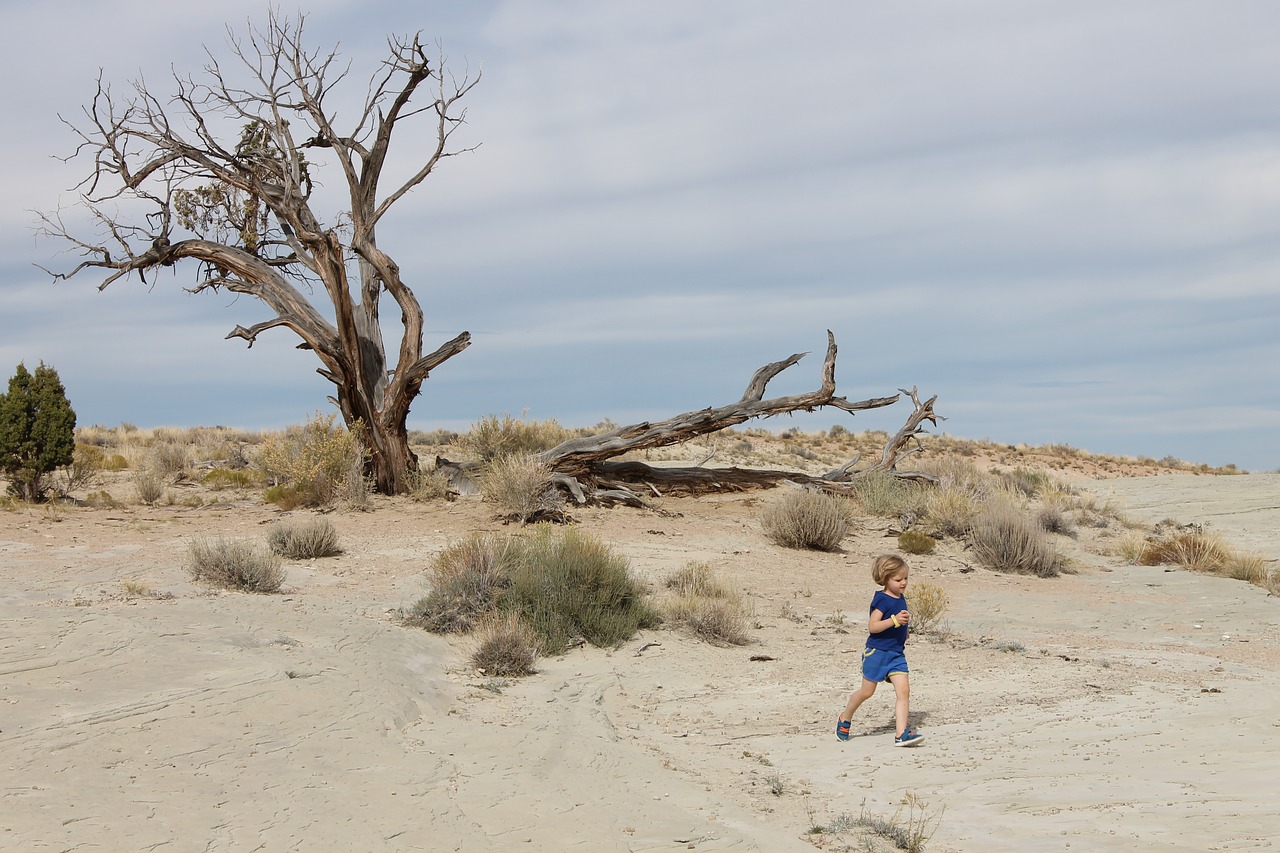 Image - desert tree landscape outdoor