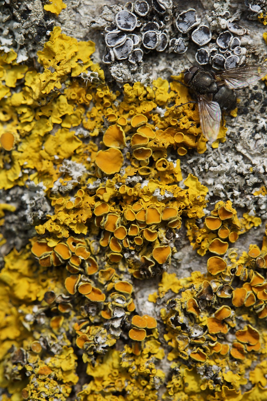 Image - log bark tree bark fouling fly