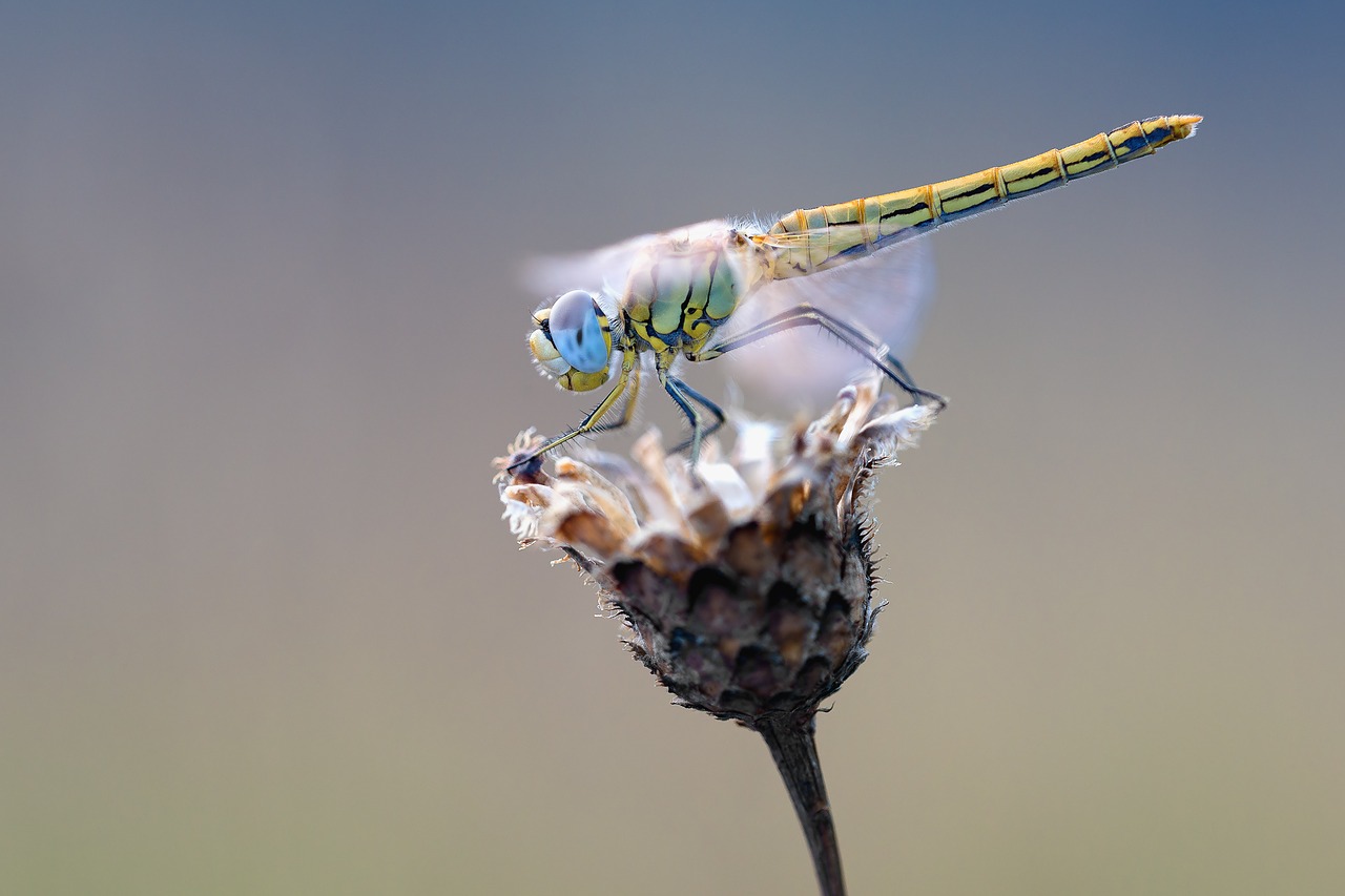 Image - early heath dragonfly dragonfly