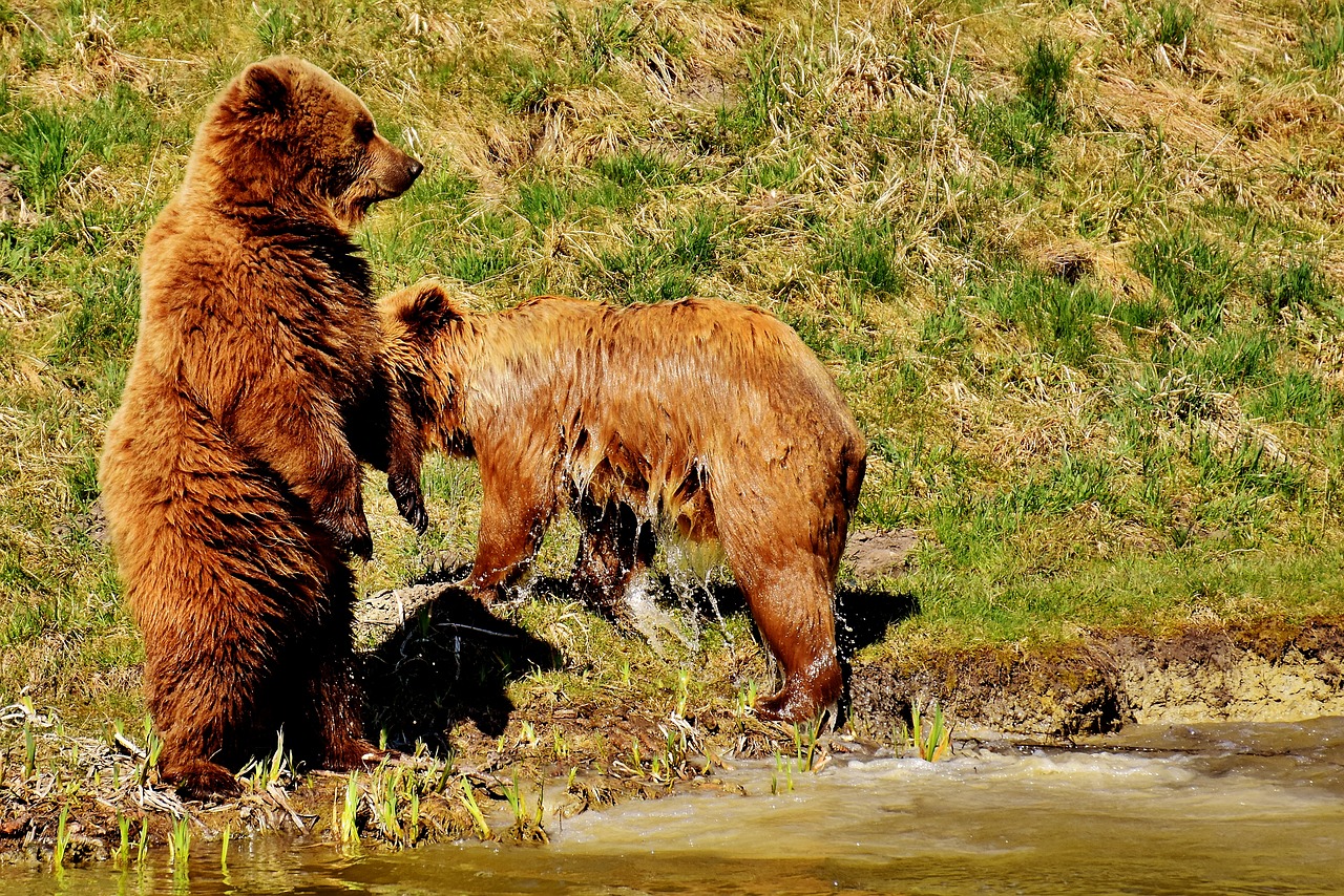 Image - european brown bear play wild animal