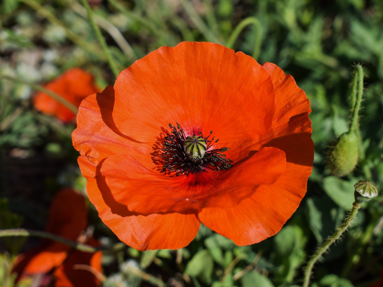 Image - poppy flower red spring nature