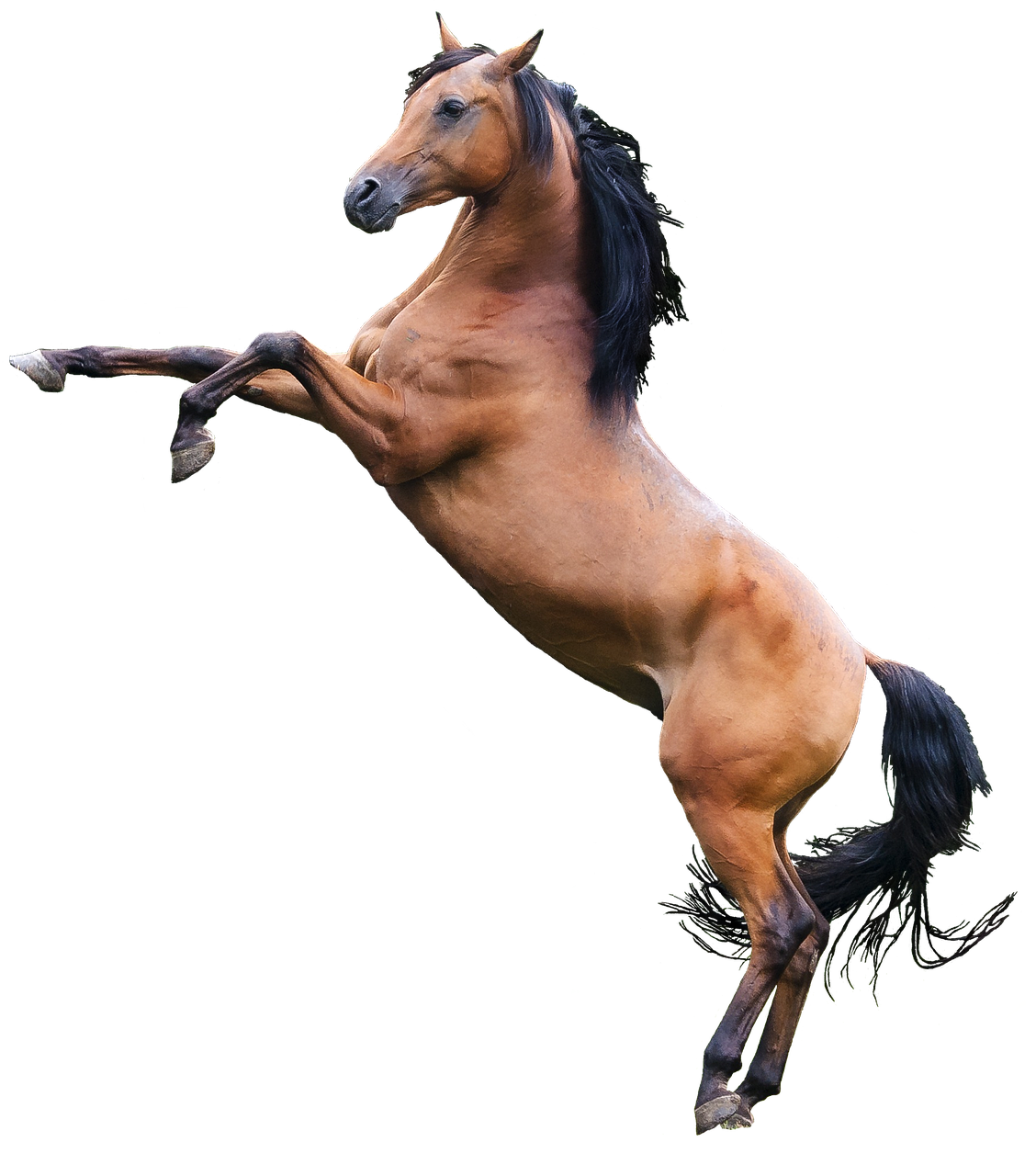 Image - arabian horse stallion png