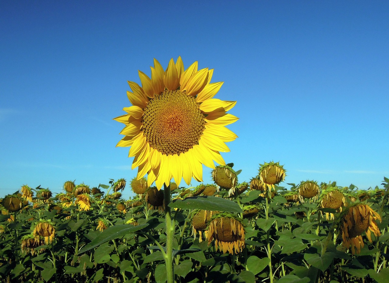 Image - sunflower field nature yellow