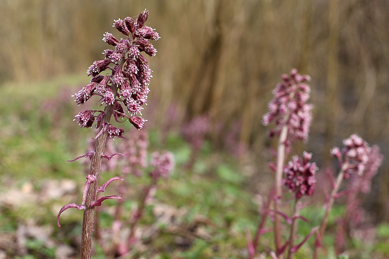 Image - common butterbur medicinal plant