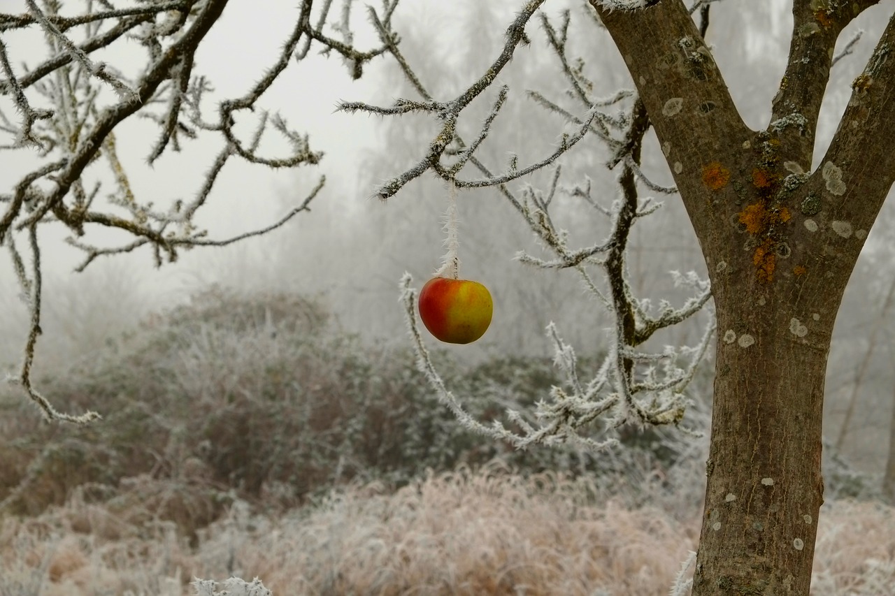 Image - winter frost wintry ice