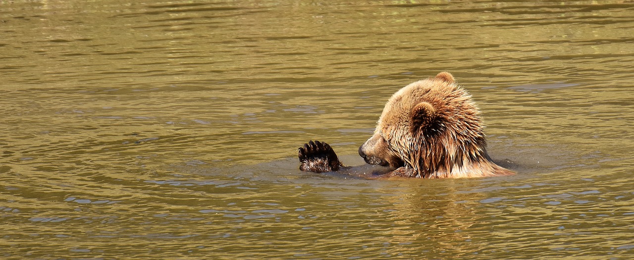 Image - european brown bear wild animal bear