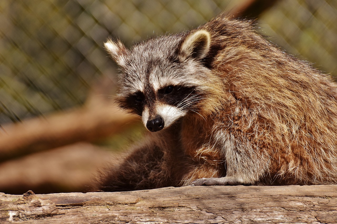 Image - raccoon wild animal furry mammal