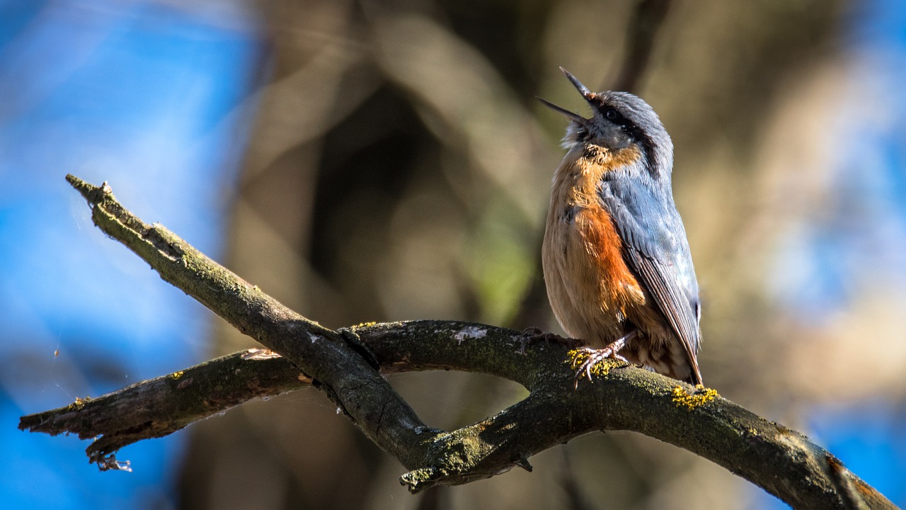 Image - brhlík forest bird singer