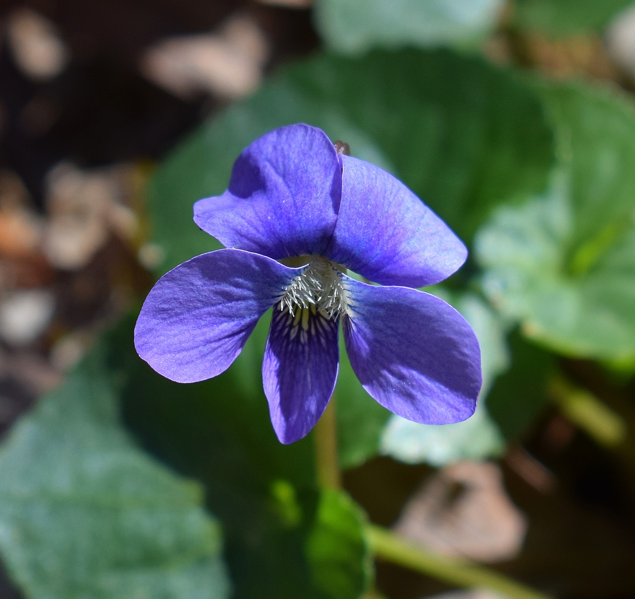 Image - violet close up wildflower flower