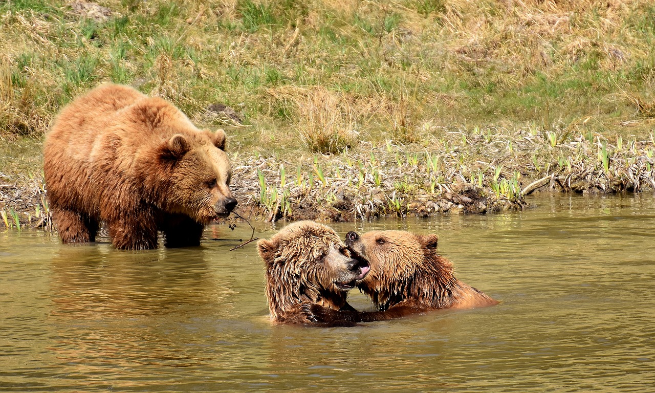 Image - european brown bear water play