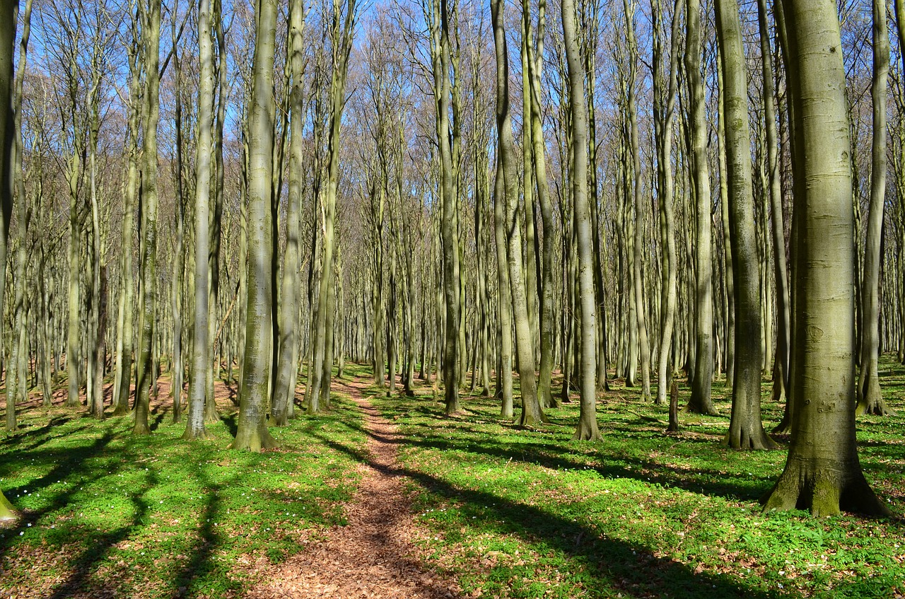 Image - forest forest path coastal forest