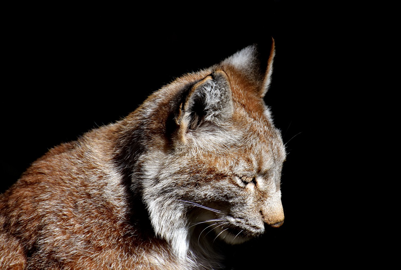 Image - lynx wild animal wildcat carnivores