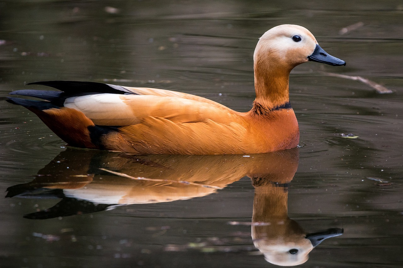 Image - rust goose tadorna ferruginea