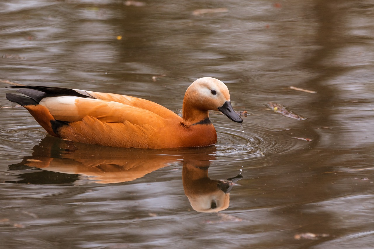 Image - rust goose tadorna ferruginea