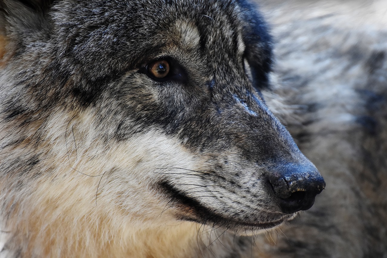 Image - wolf wild animal predator
