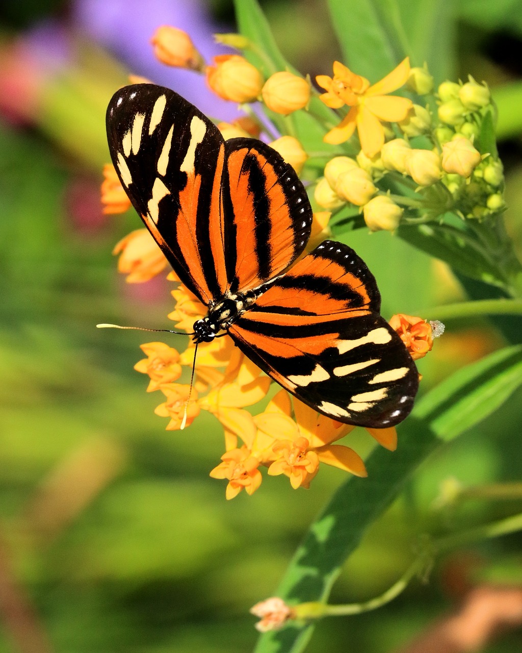 Image - butterfly insect wings outdoors