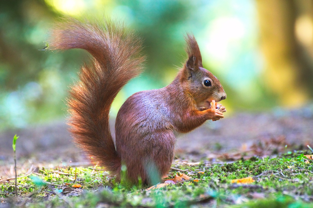 Image - squirrel park nature animal nager