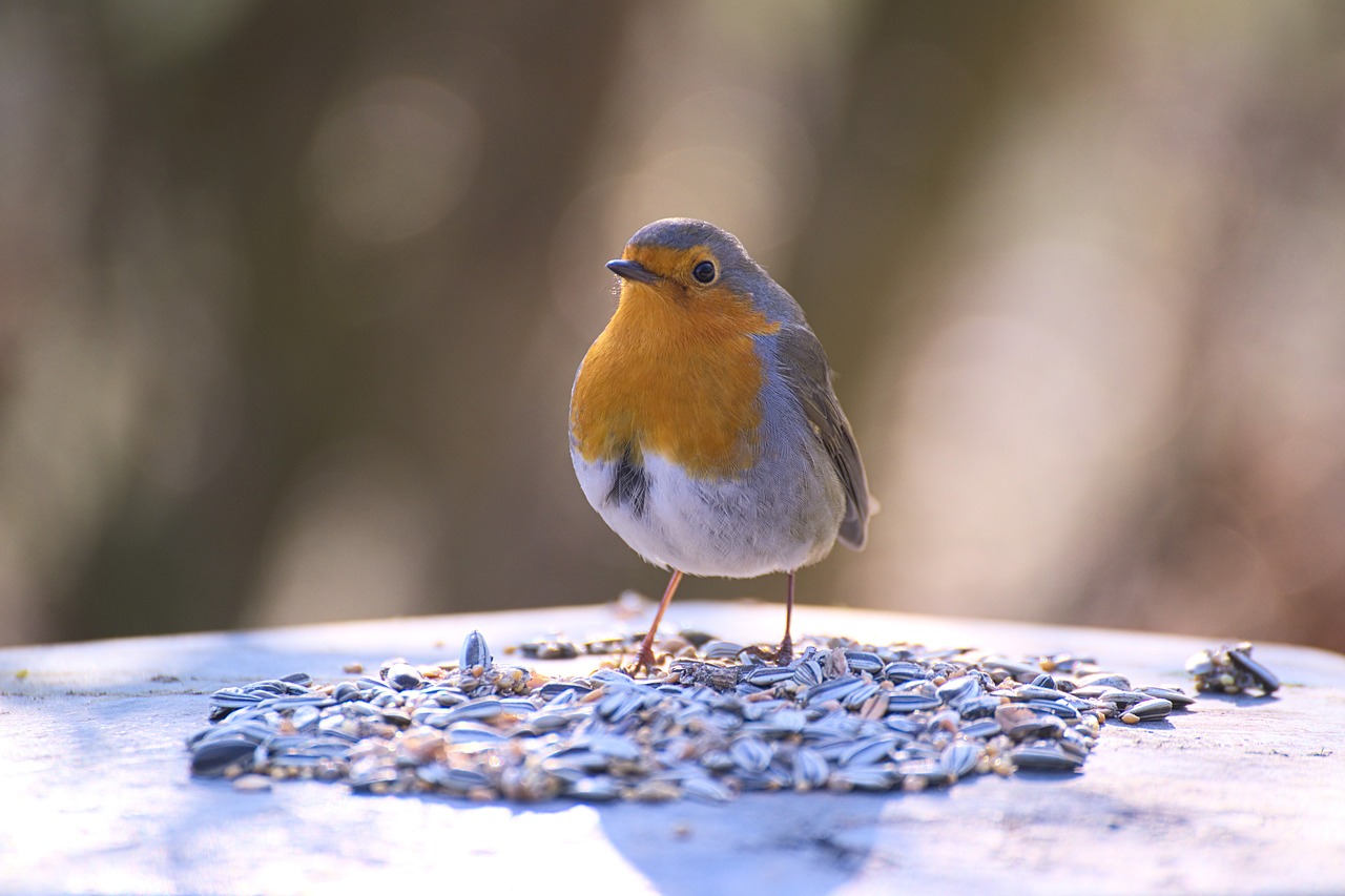 Image - robin bird garden