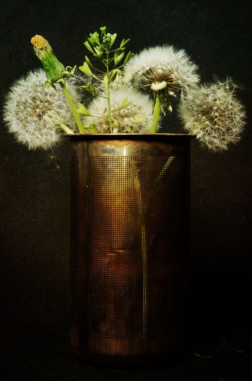 Image - dandelions still life flowers