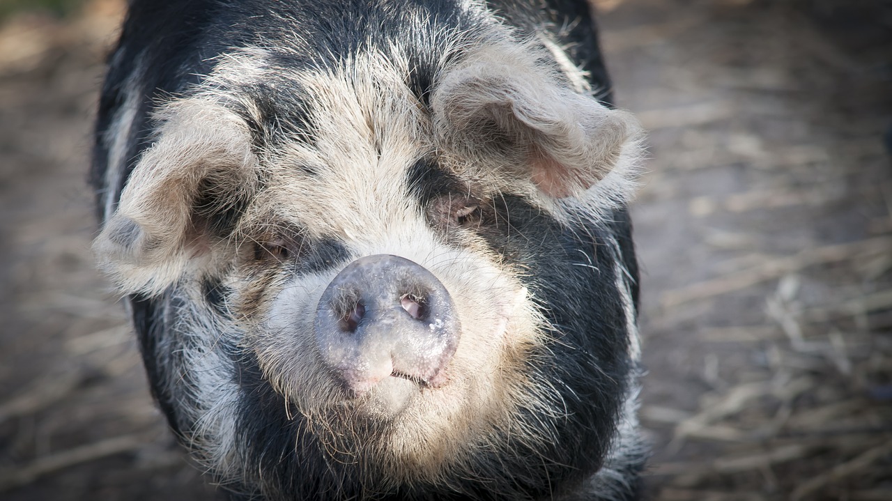 Image - petting pig nature animal farm