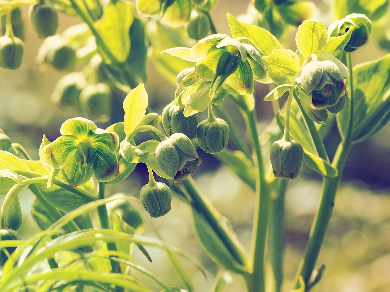 Image - hellebores foul hellebores flowers