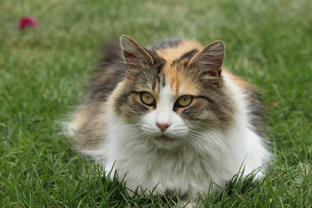 Image - pet cat rest feline animal gata