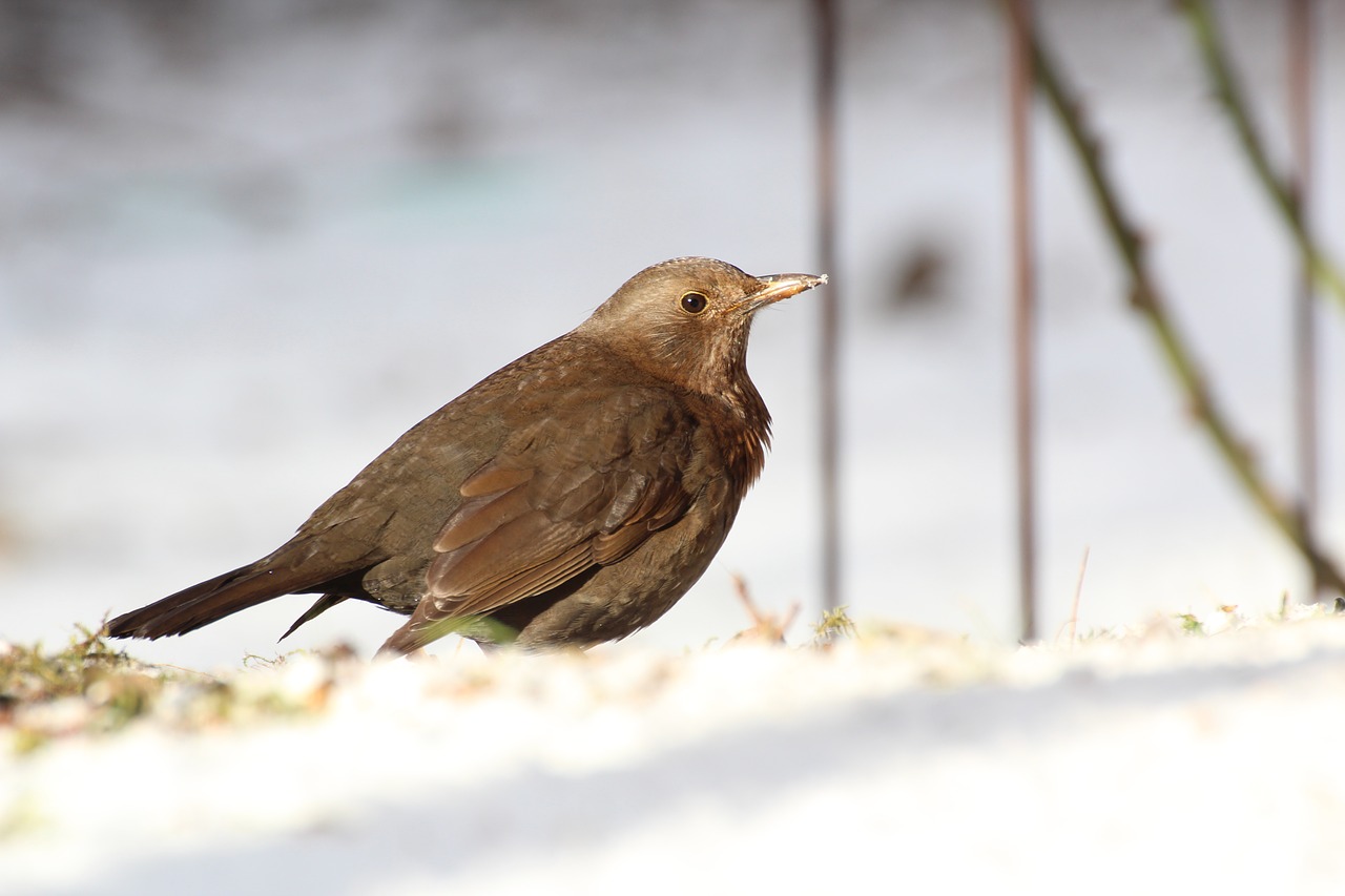 Image - blackbird bird female nature