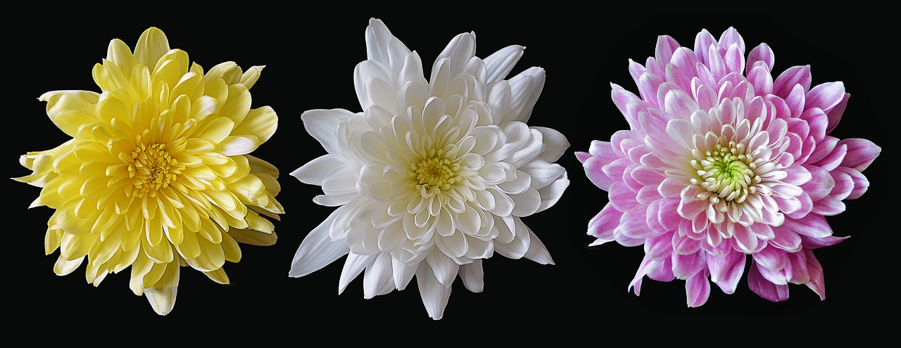 Image - chrysanthemum mixed flower pink