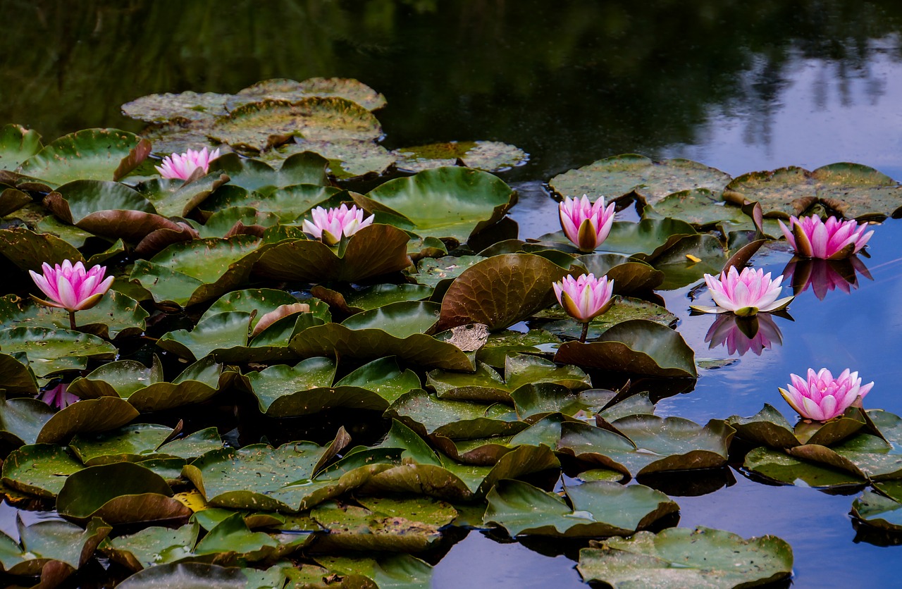 Image - water lilies lake water romance