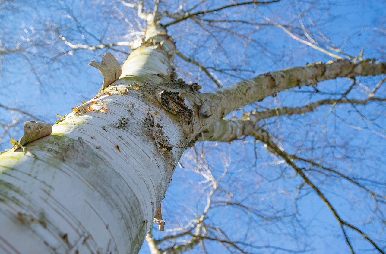 Image - tree crown spring green nature