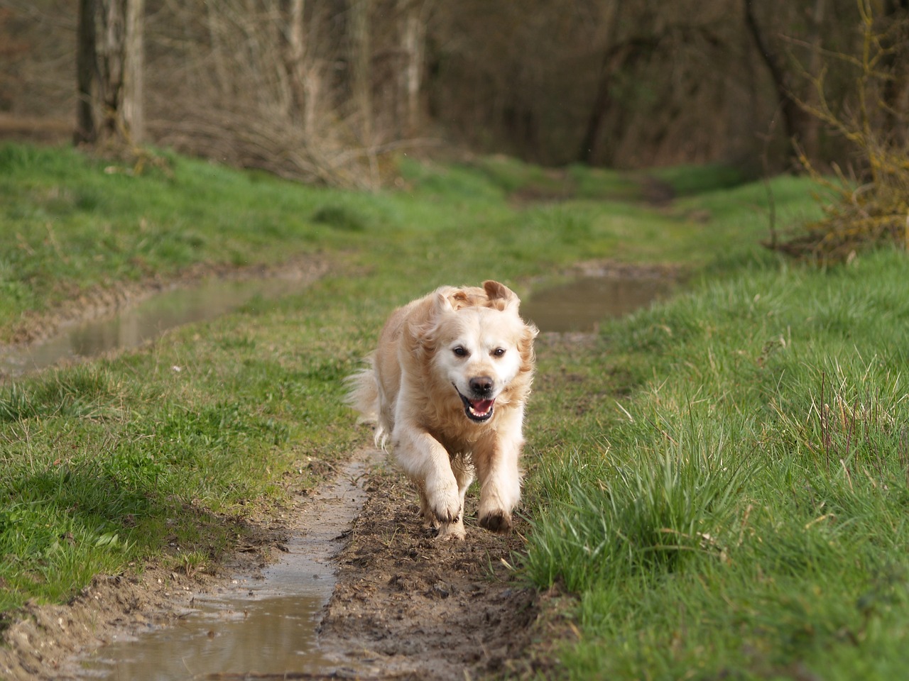 Image - dog run green animals nature