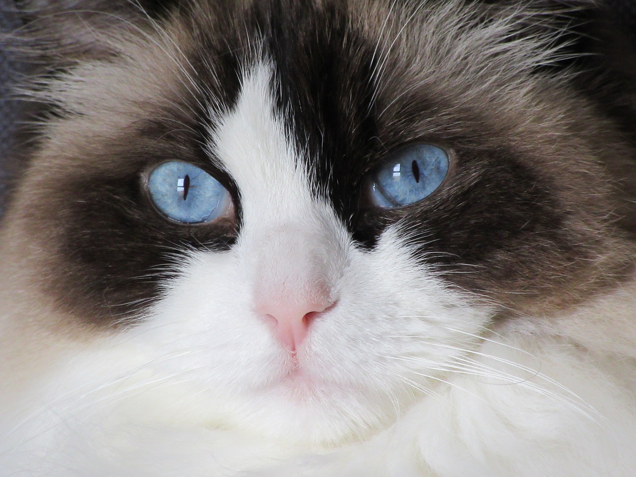 Image - cat ragdoll look blue