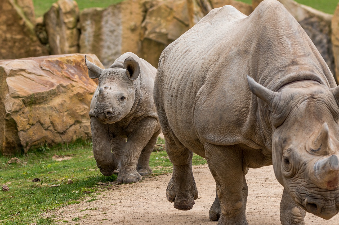 Image - rhino rhino young africa pachyderm