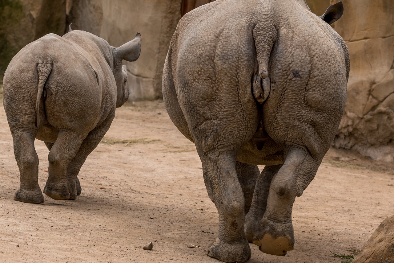 Image - rhino rhino young africa pachyderm