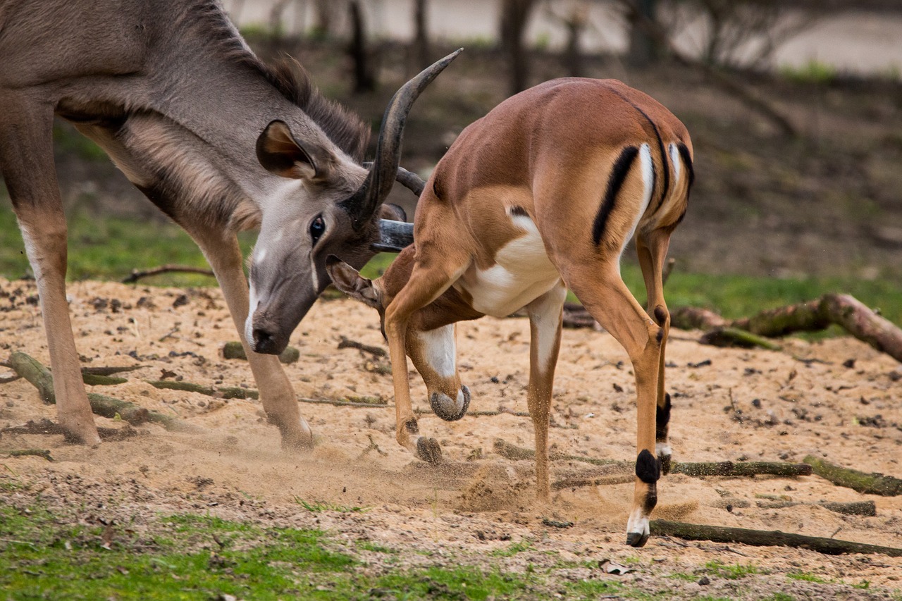 Image - large kudu antelope africa kudu