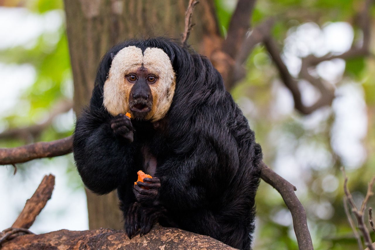 Image - face white saki monkey primate