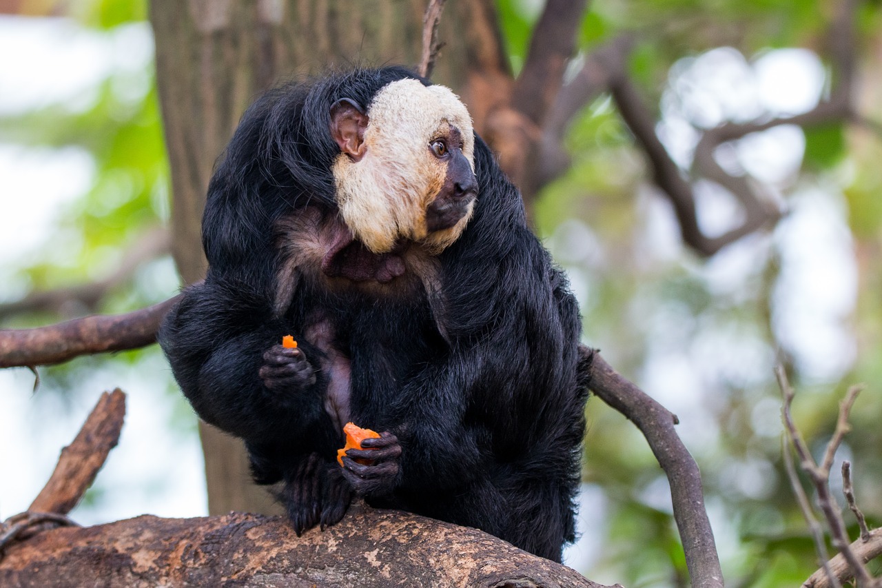 Image - face white saki monkey primate