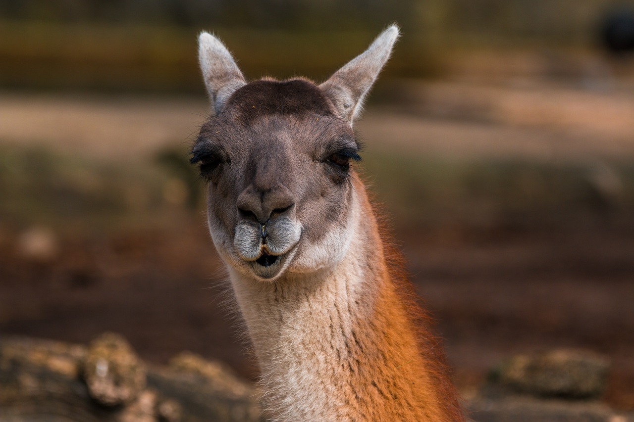 Image - alpaca kamelart paarhufer fur head