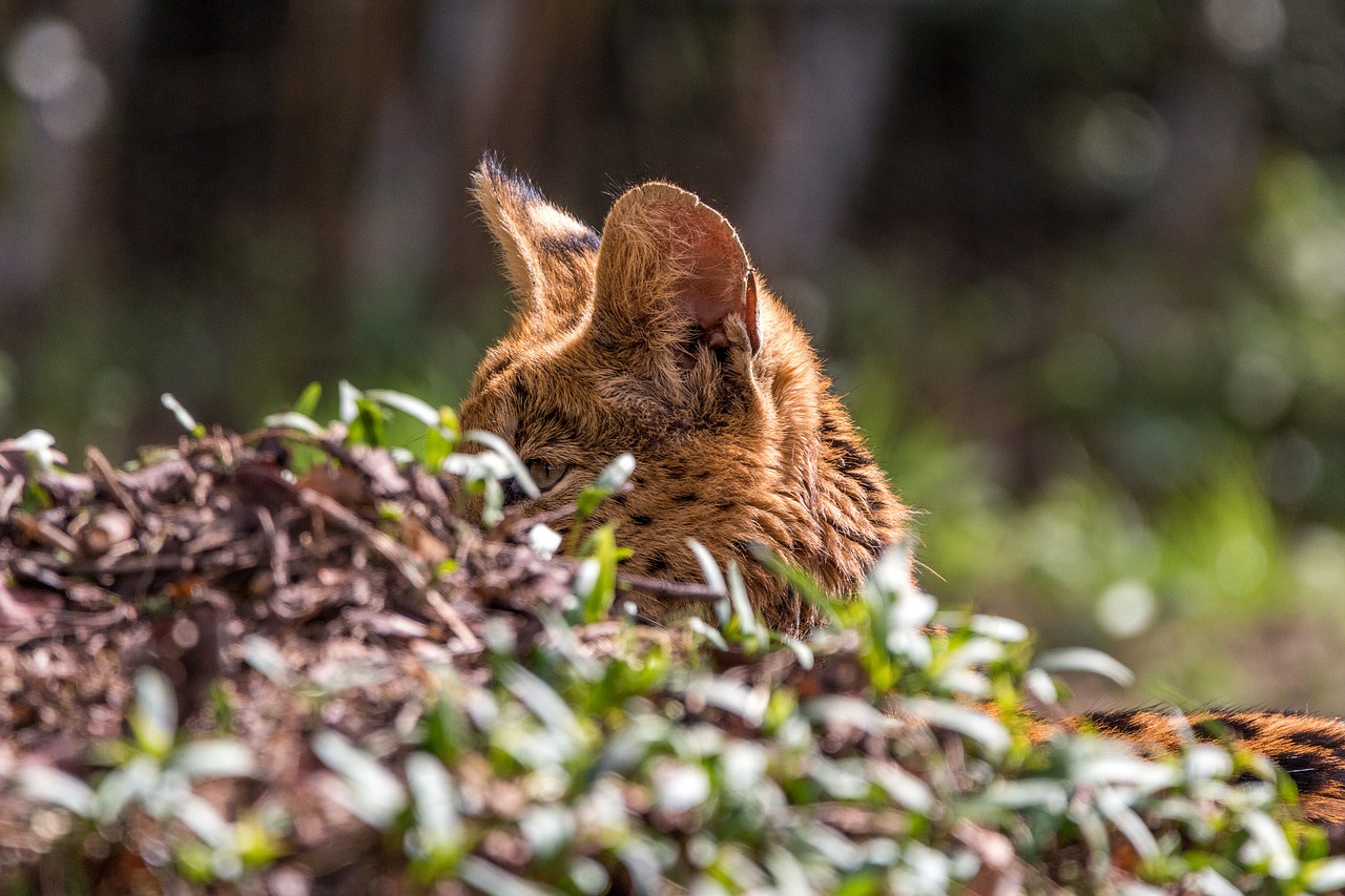 Image - wildcat serval leptailurus serval