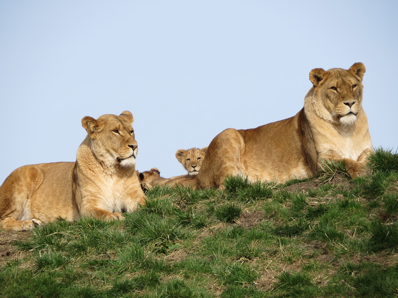 Image - lion young cub lioness mother