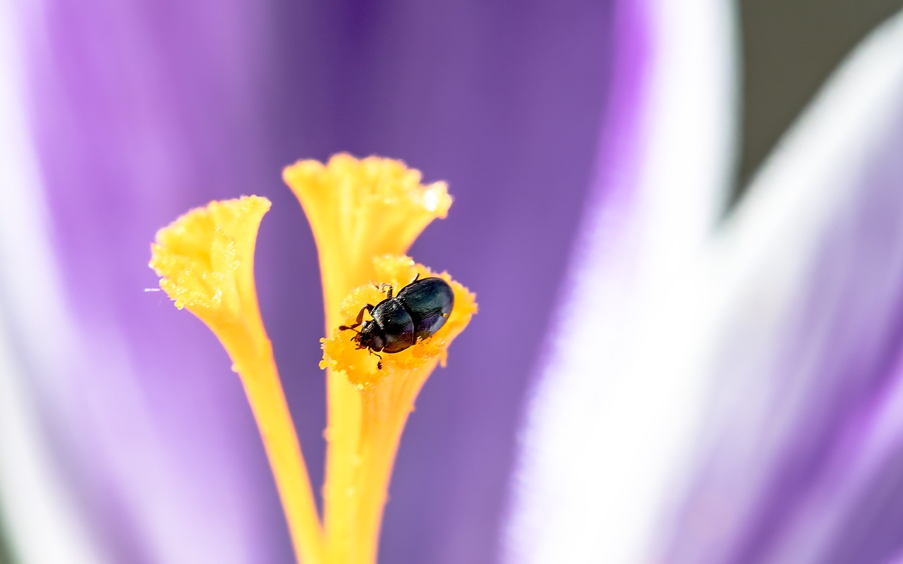 Image - nettle jewel beetle