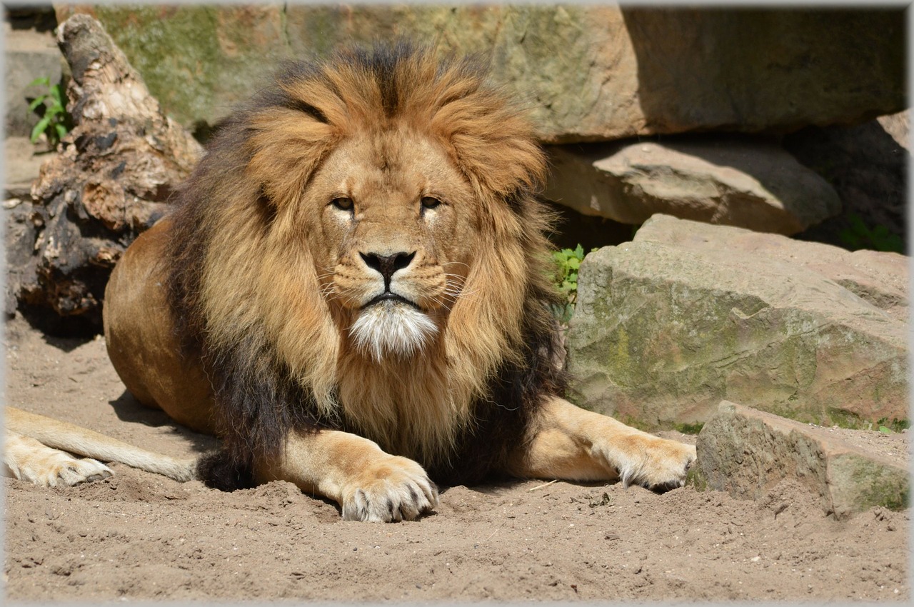 Image - lion lioness wildlife hunter